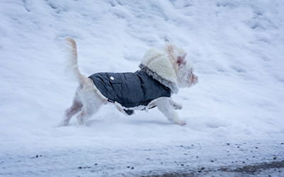 image for Protecting Your Pet in Winter Weather