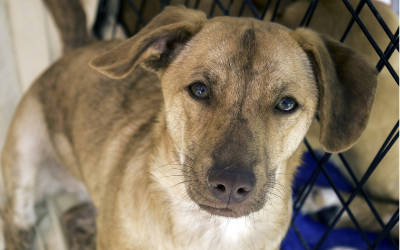 image for December 2 is National Mutt Day!