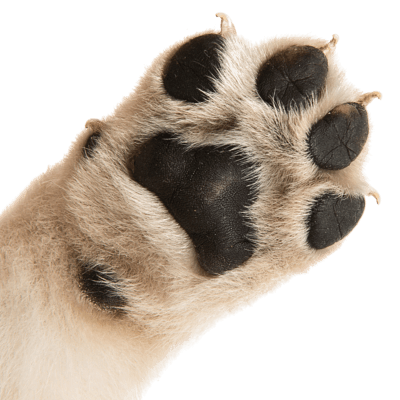 close-up of paw in bottom left corner