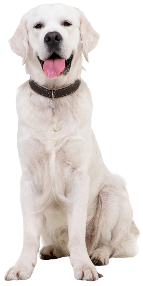 A playful white dog sits with its tongue out