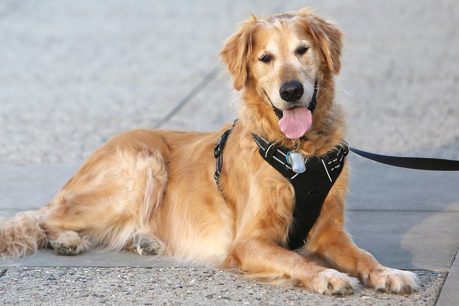 A dog wearing a harness