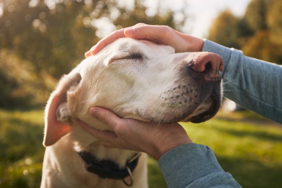 A person gently pets a dog with their hand