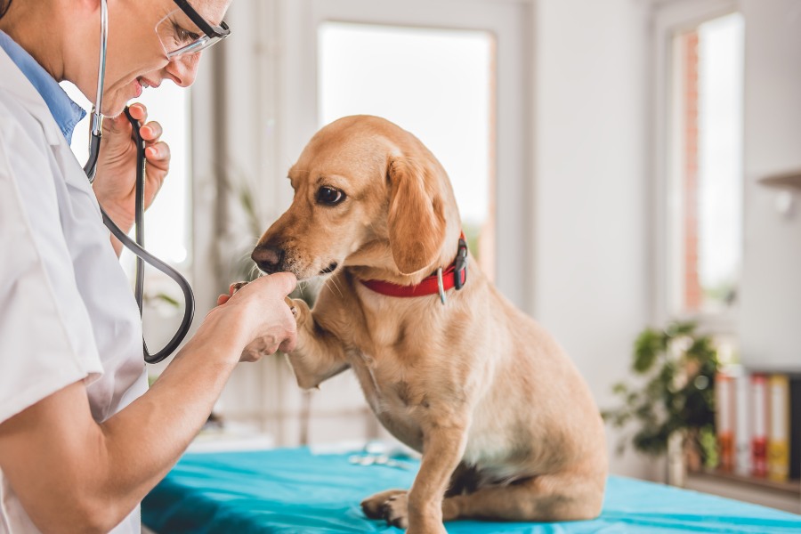 A dog is being examined by a vet