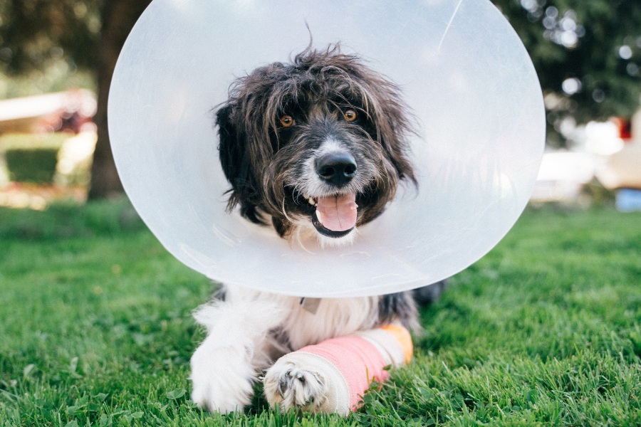 A dog wearing a protective cone around its head