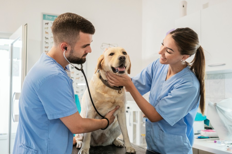 Dog at the veterinary office