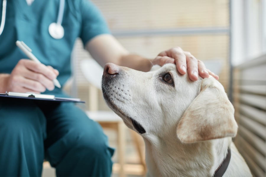 Close-up of a dog at vet clinic with veterinarian