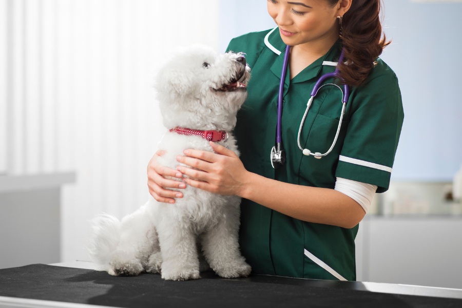 A vet in green scrubs gently holds a dog