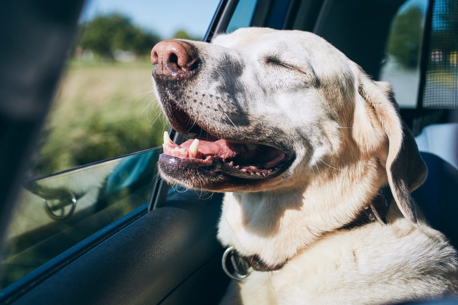 A dog gazes out the car window