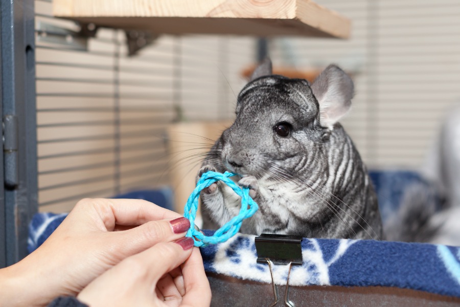 A person displays a blue toy in front of a chinchilla