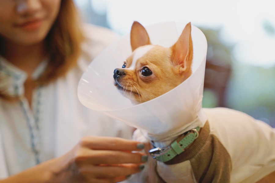 A small dog wearing a cone on its head