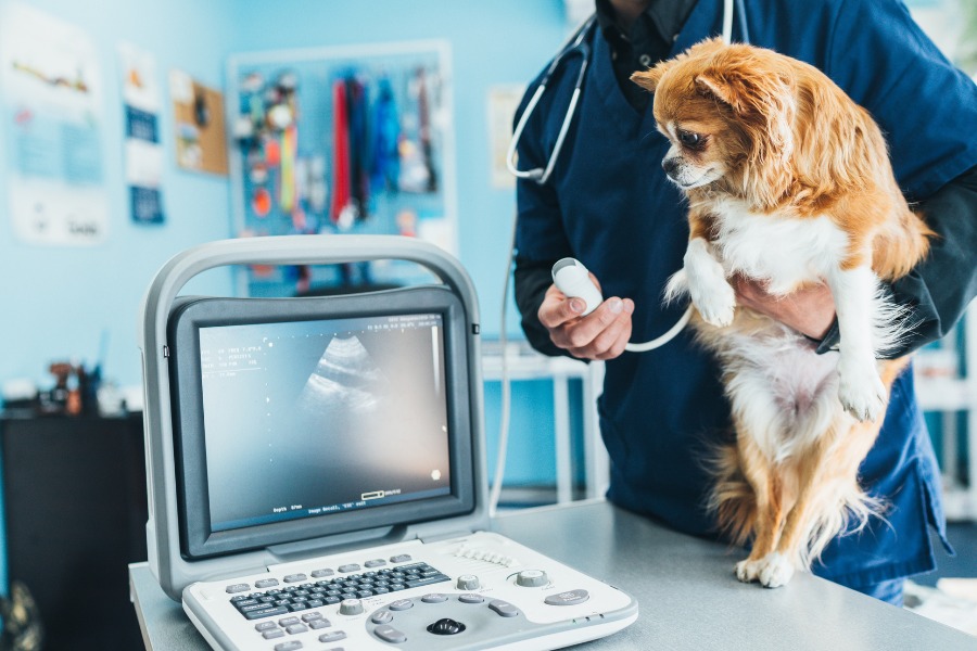 A vet conducts a dog examination with a laptop nearby