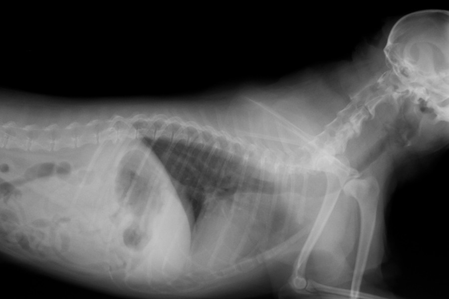 pet x-ray