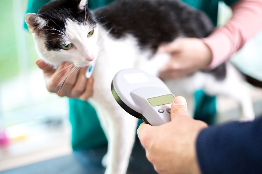 A veterinarian identifies cats by microchip implant