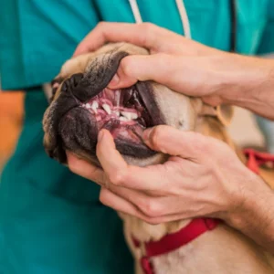 Pet Dental Care