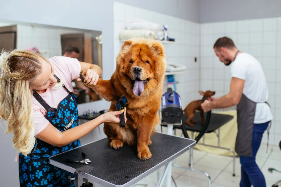 A groomer trims the paw of a happy Chow Chow while another dog is being dried by a second groomer in the background.