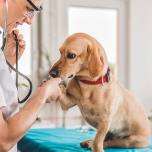 Pet Laboratory Testing