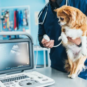 Pet Ultrasound