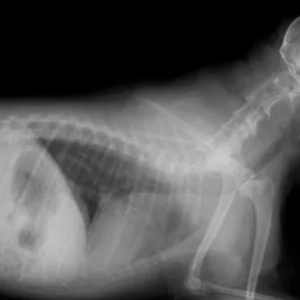 Pet X-Rays