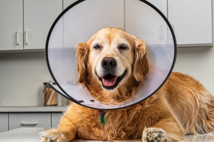 A dog wearing a protective cone around its head